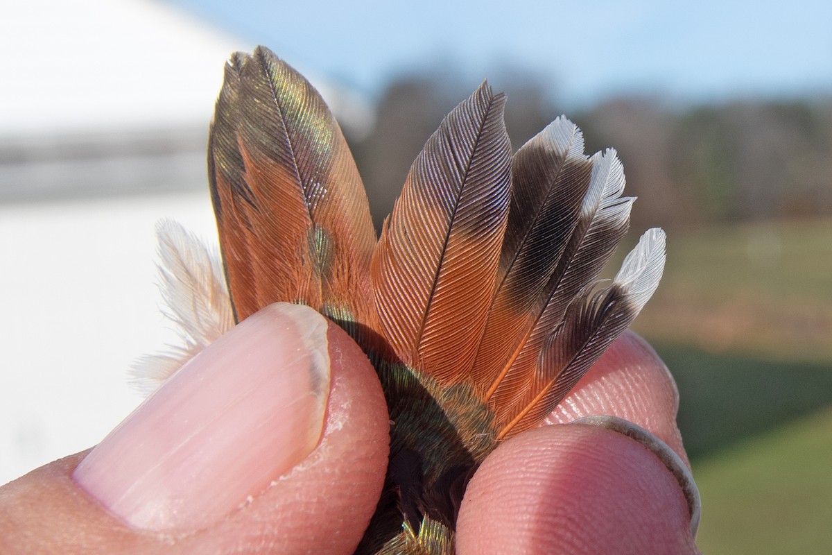 Rufous Hummingbird - ML645800609