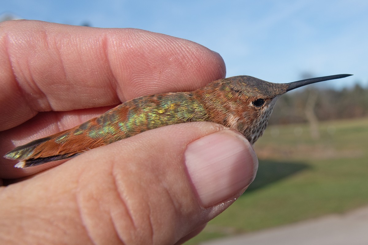 Rufous Hummingbird - ML645800610