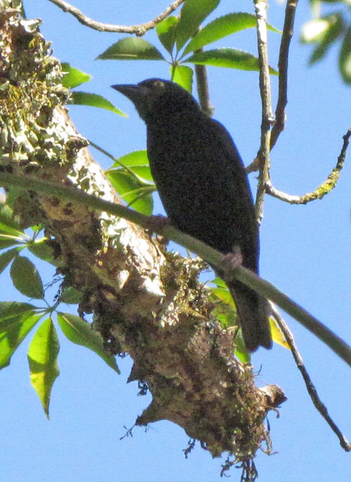 Vieillot's Black Weaver - ML645800612