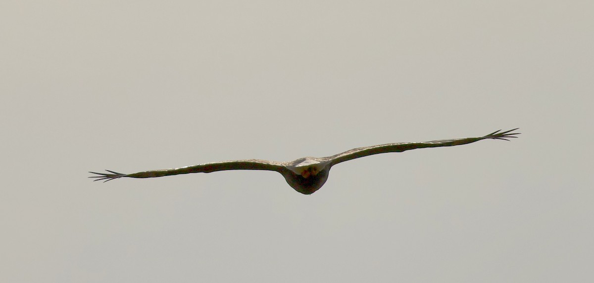 Bald Eagle - ML645800614