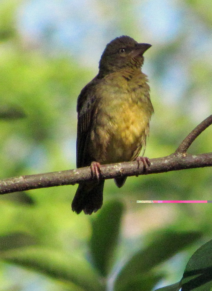 Vieillot's Black Weaver - ML645800618