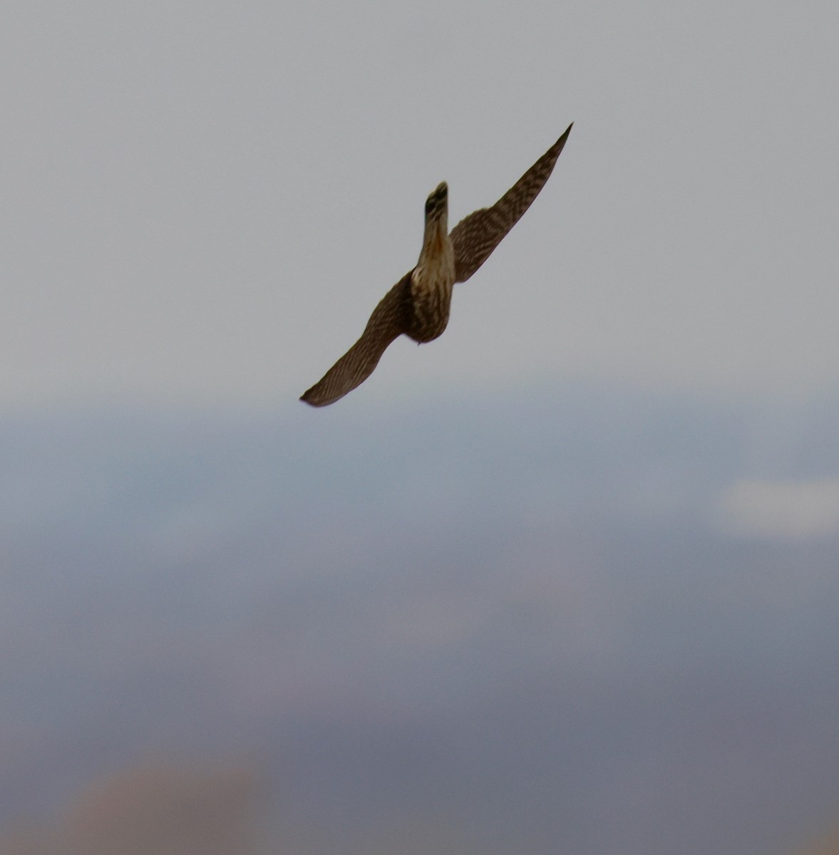 Merlin - ML645800619