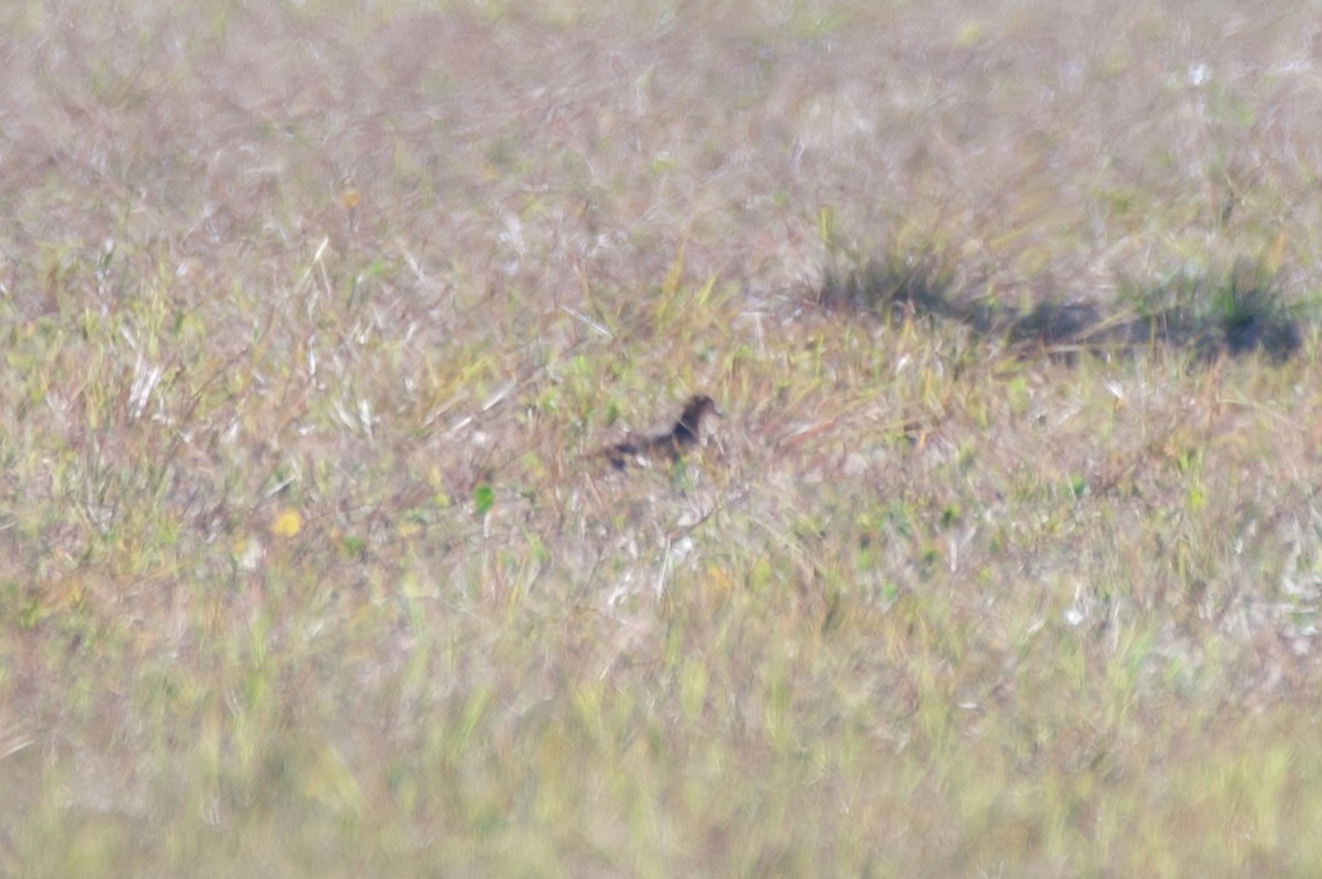 Mourning Dove - ML645800622