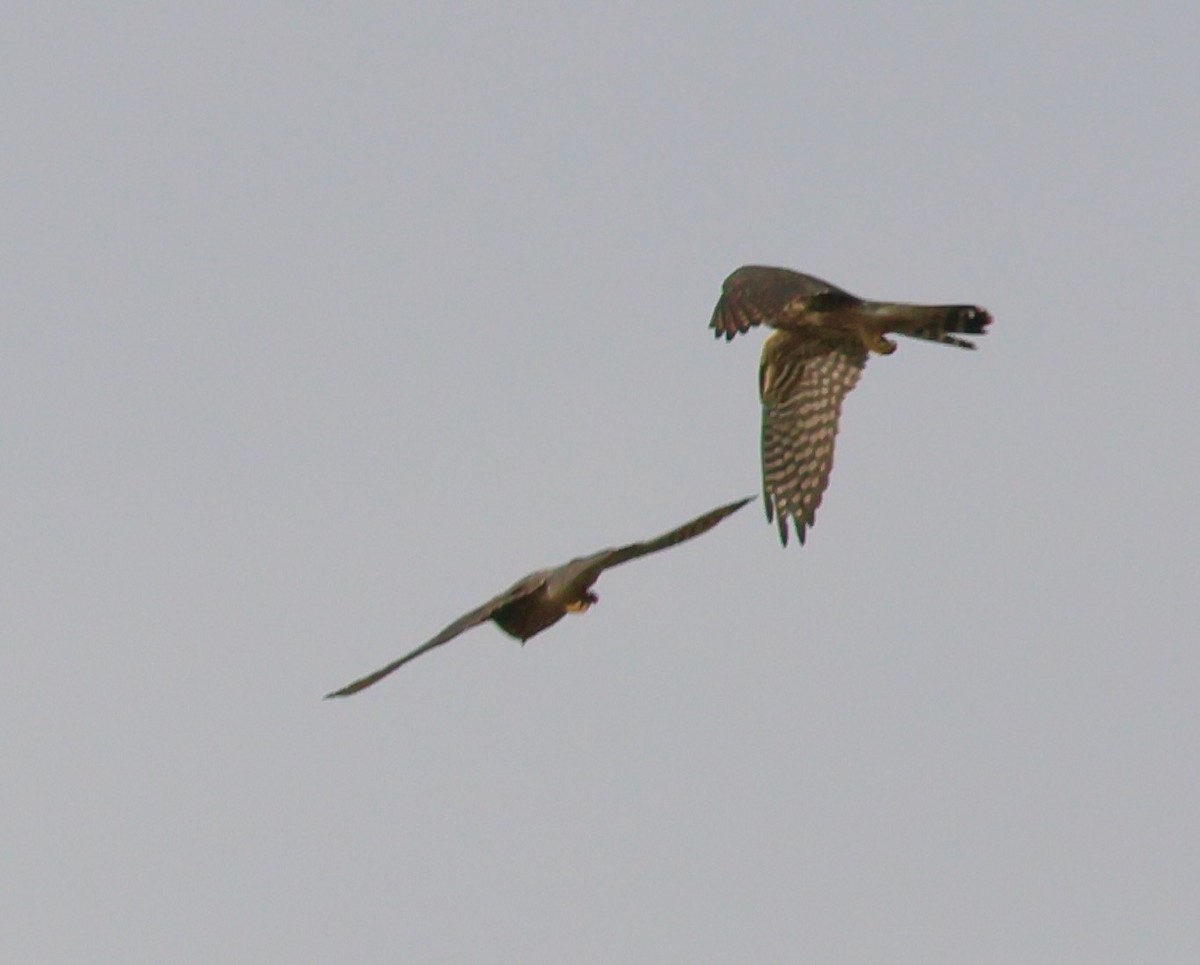 Merlin - ML645800624