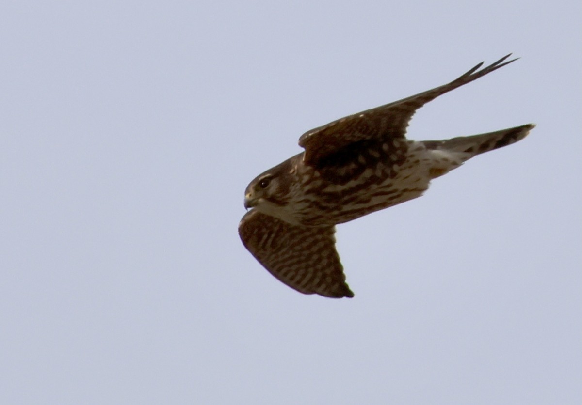 Merlin - ML645800626