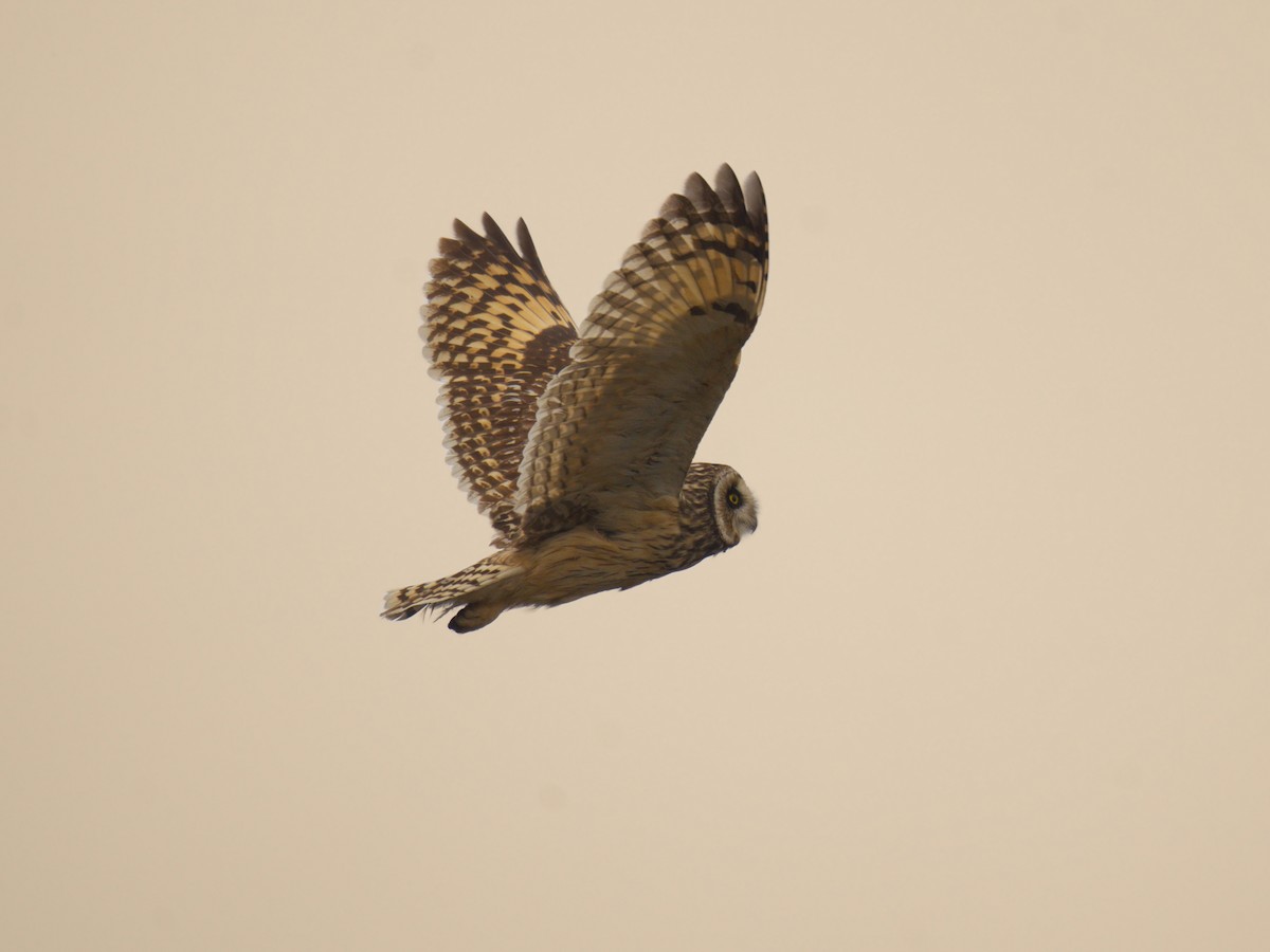 Хулгар гуйванга - ML645800627