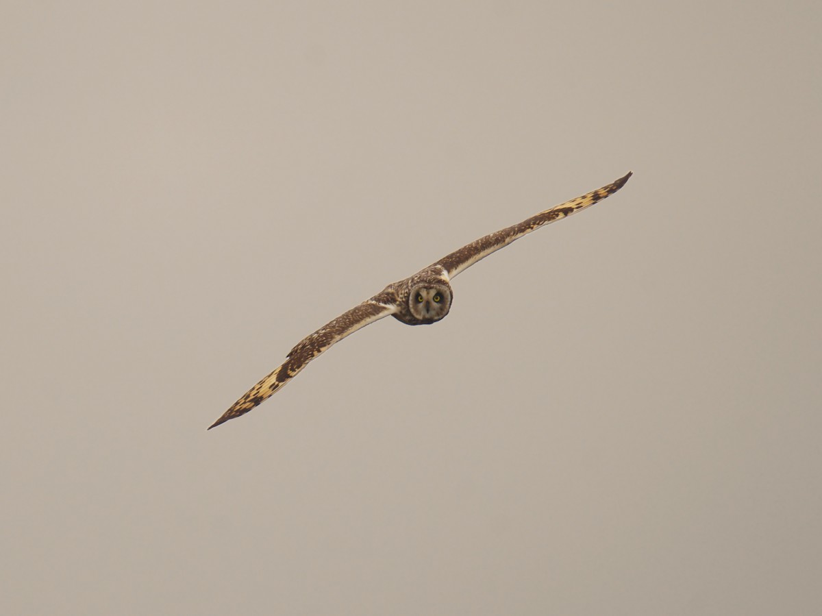 Хулгар гуйванга - ML645800633