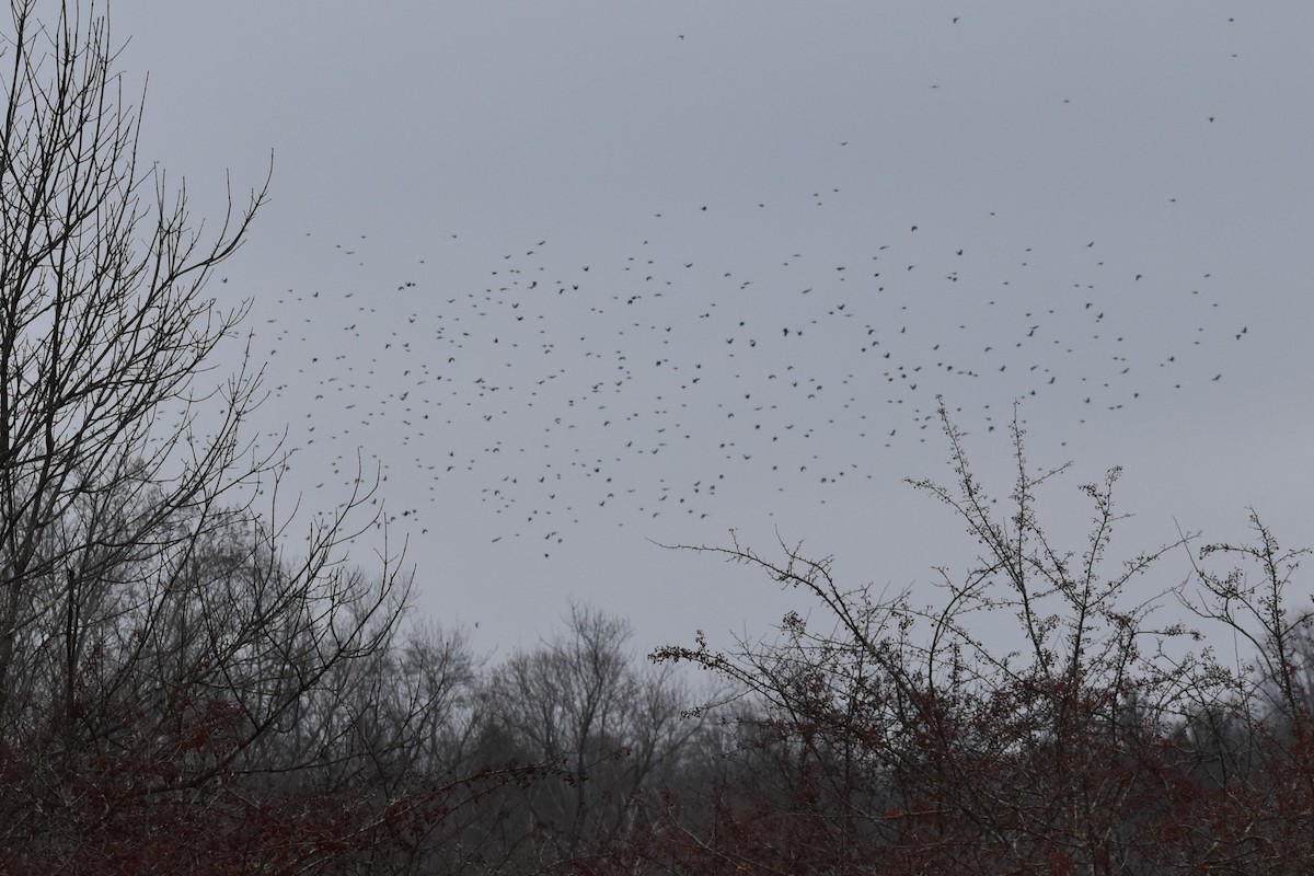 blackbird sp. - ML645800637