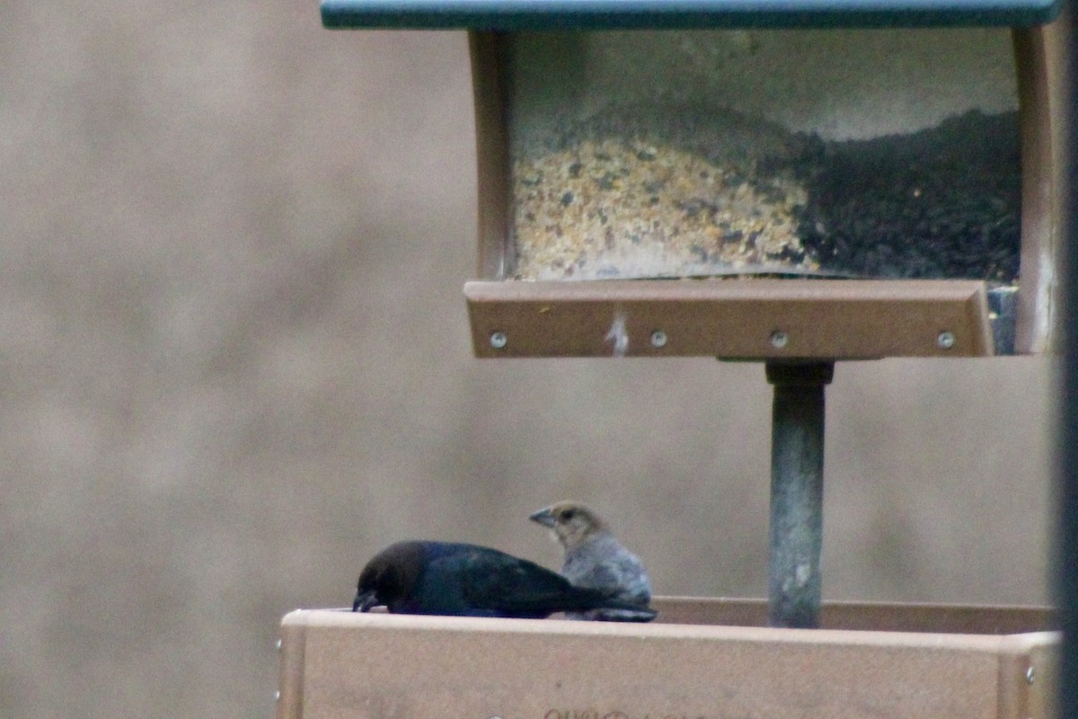 Braunkopf-Kuhstärling - ML645800638