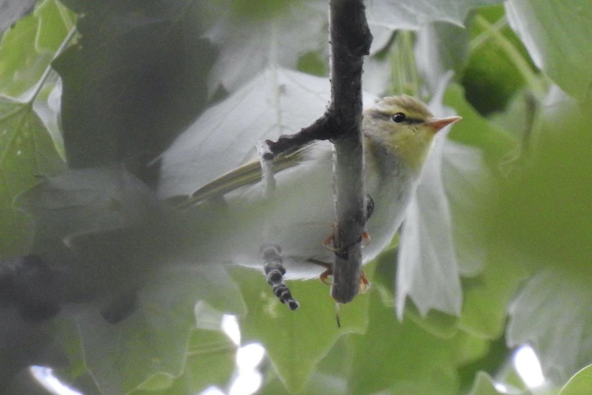 Пеночка-трещотка - ML645800639