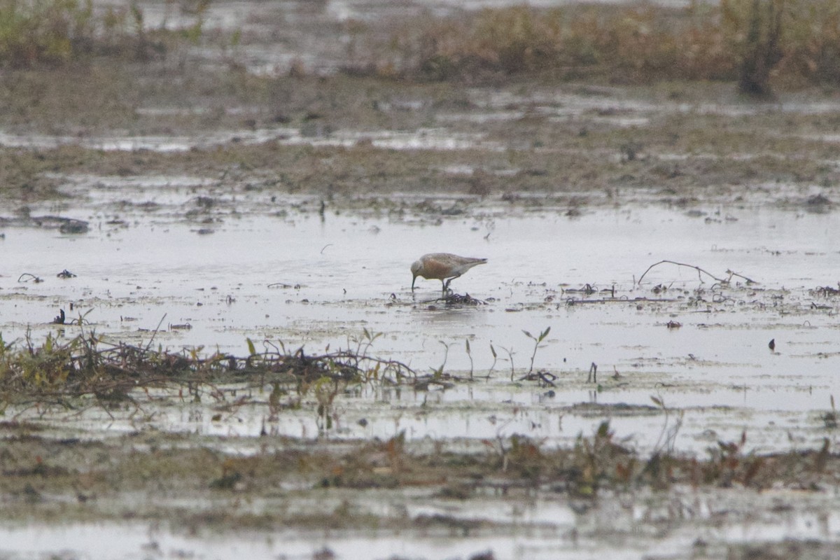 Bécasseau maubèche - ML645800645