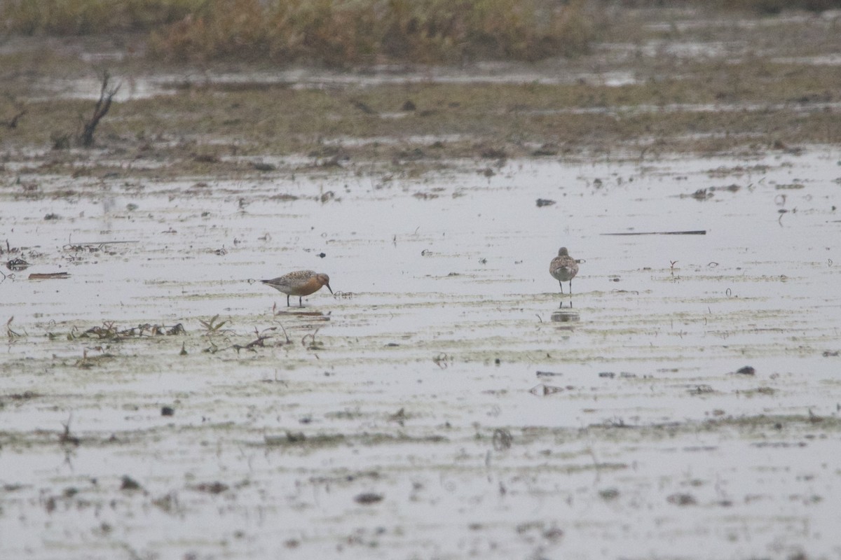 Bécasseau maubèche - ML645800647