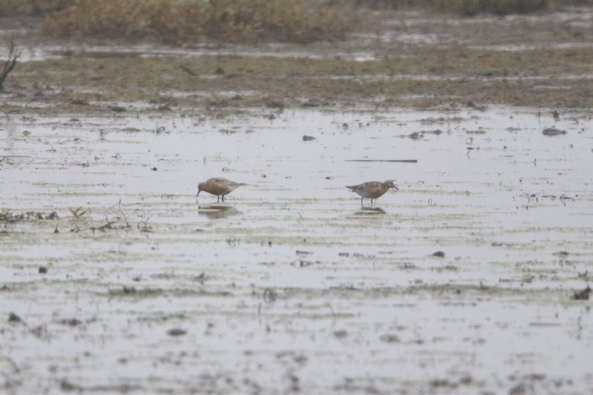 Bécasseau maubèche - ML645800648