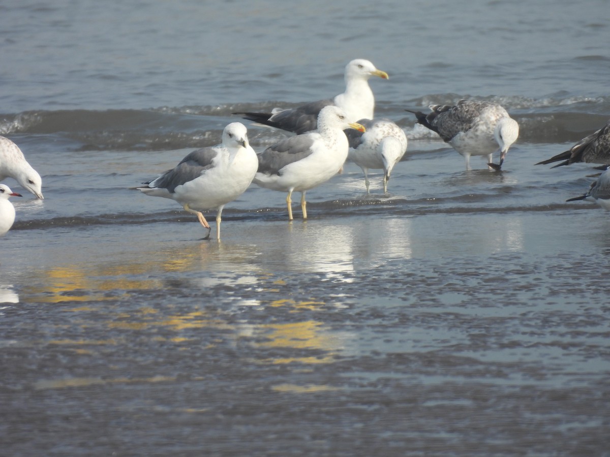 Zafferano - ML645800653