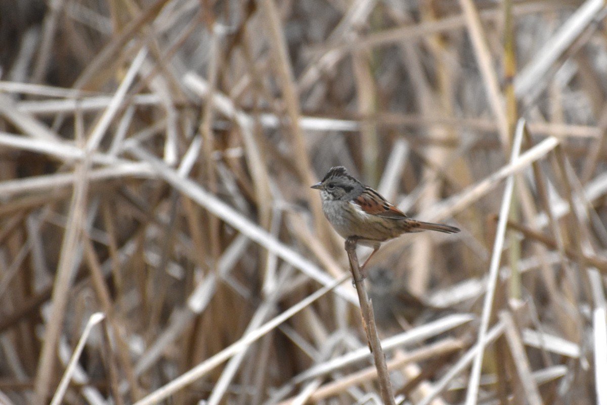 Bruant des marais - ML645800669