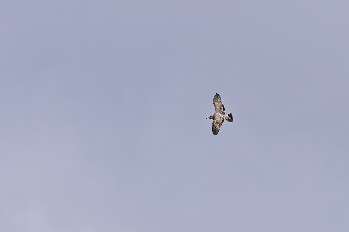 California Gull - ML645800670
