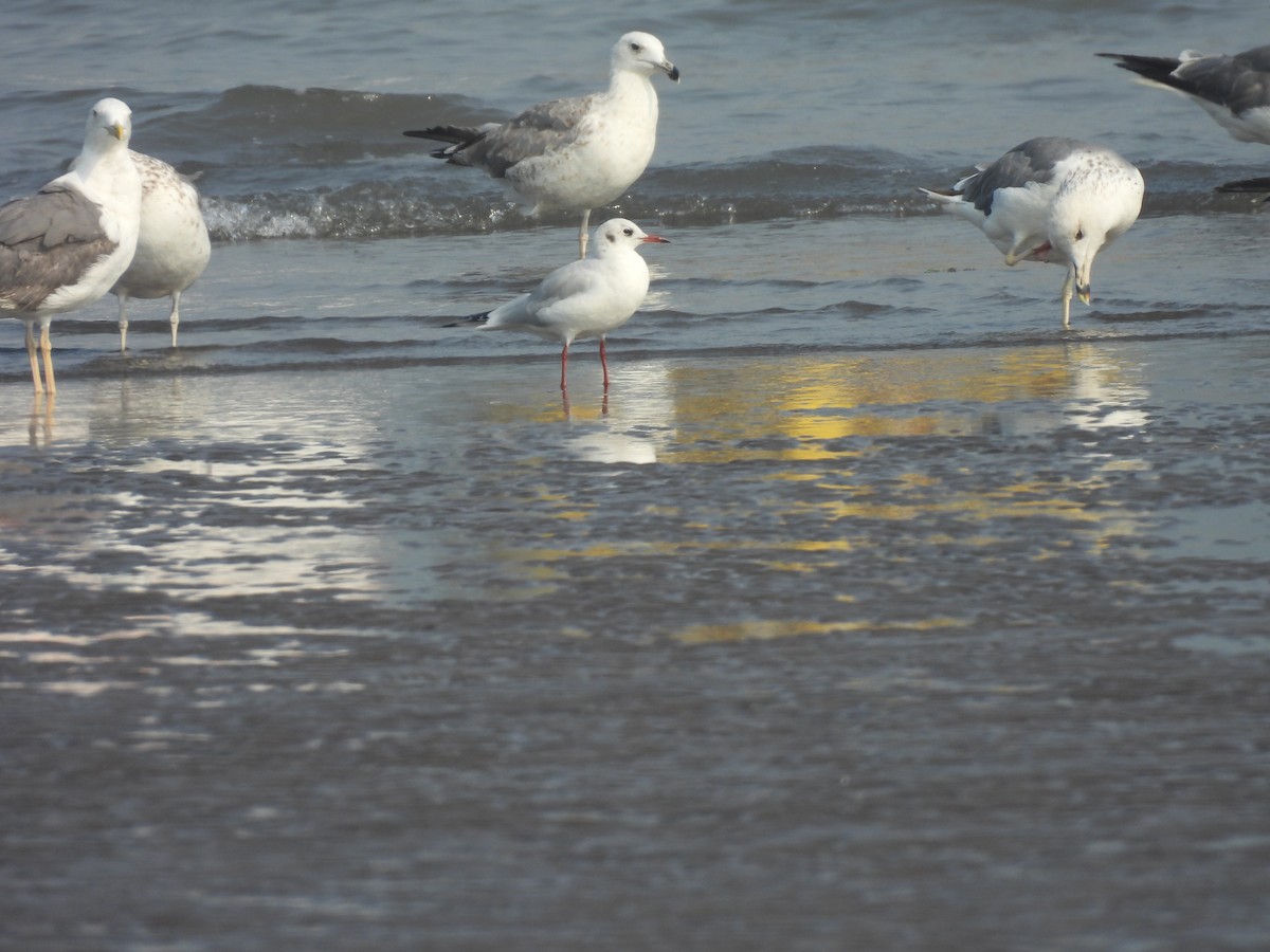 Black-headed Gull - ML645800690