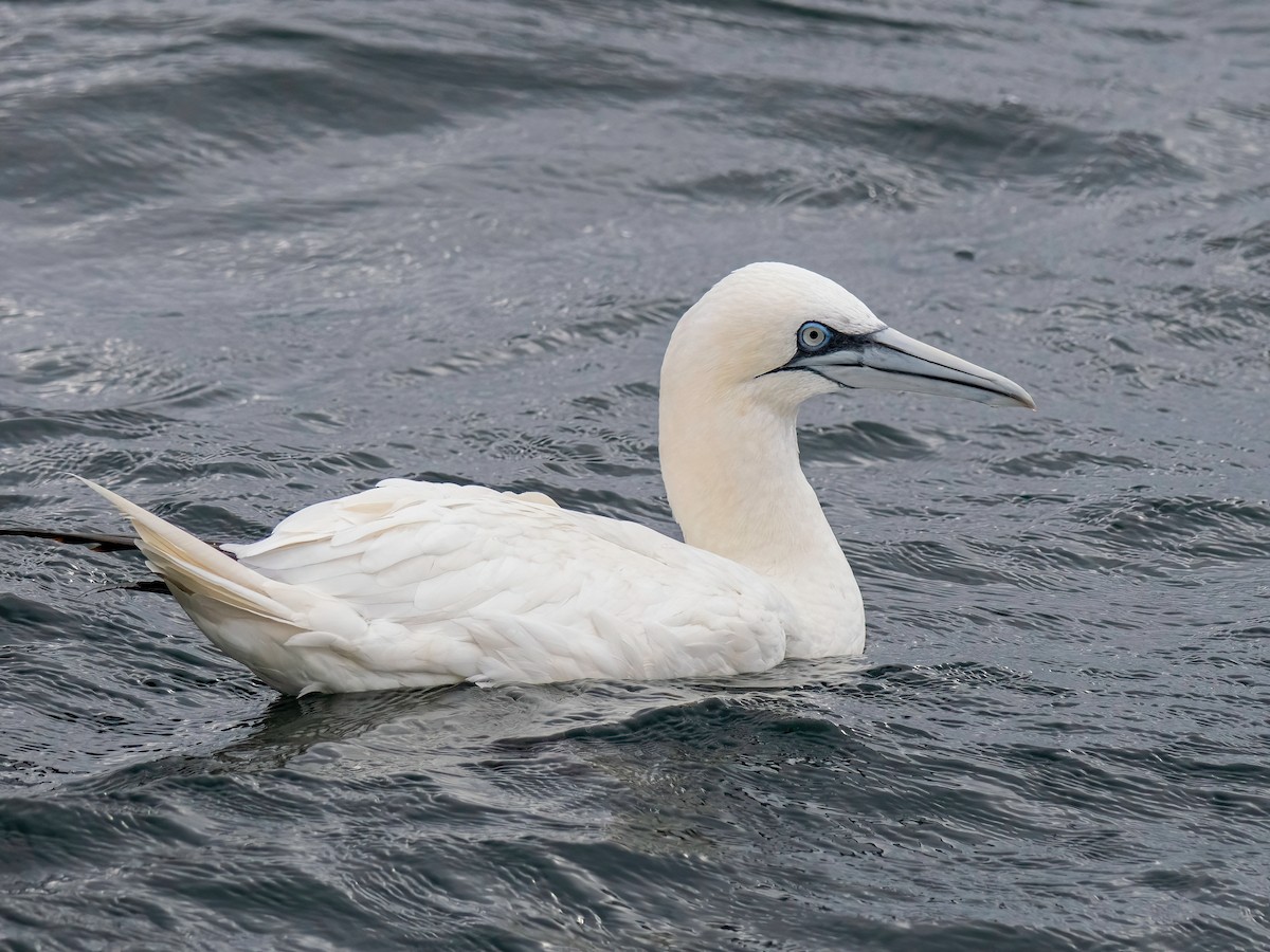 Northern Gannet - ML645800692