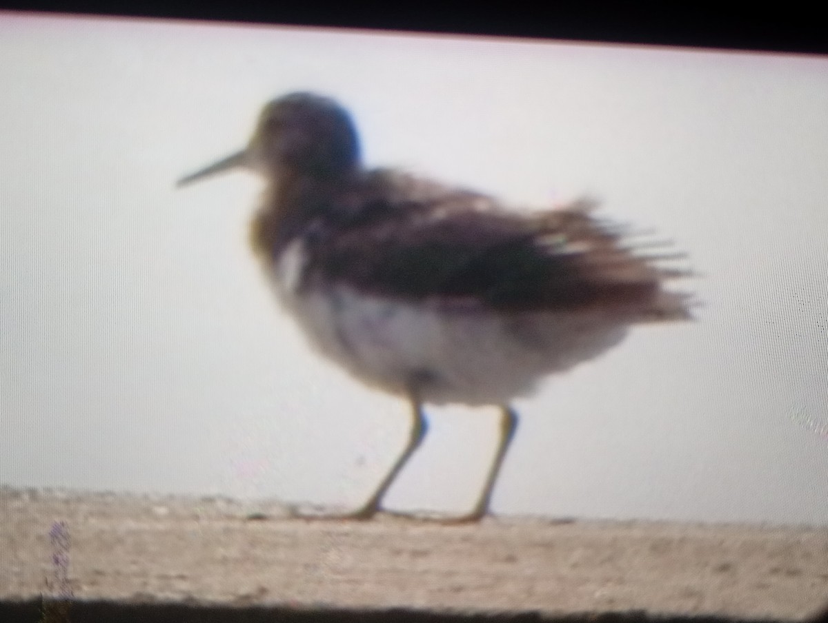 Benekli Düdükçün - ML645800705