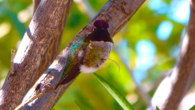 Рубиновый калипсо - ML645800709