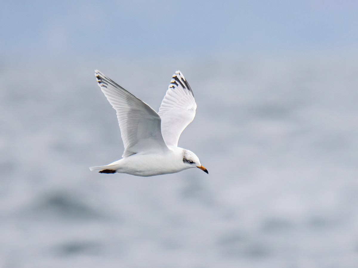 Mediterranean Gull - ML645800718