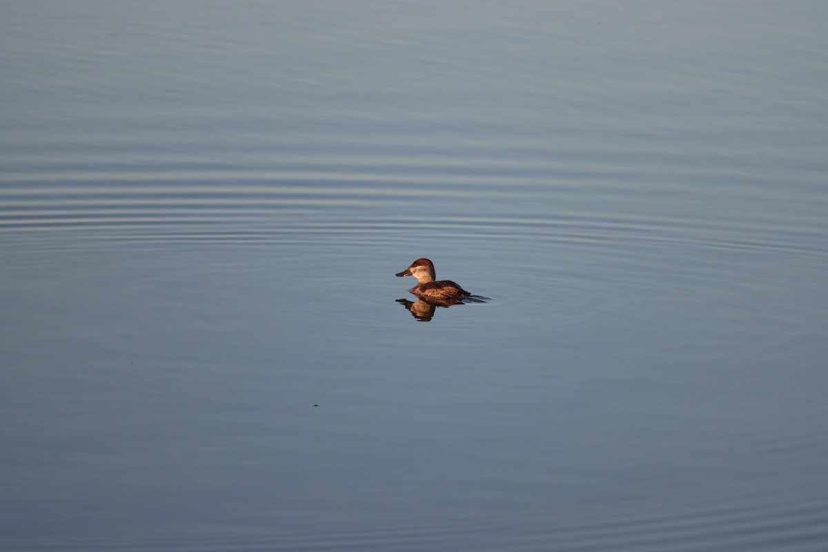 Ruddy Duck - ML645800719