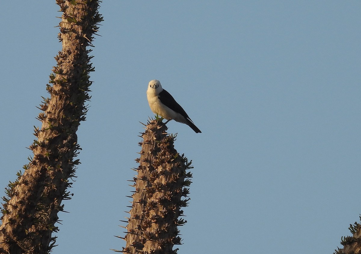 White-headed Vanga - ML645800723
