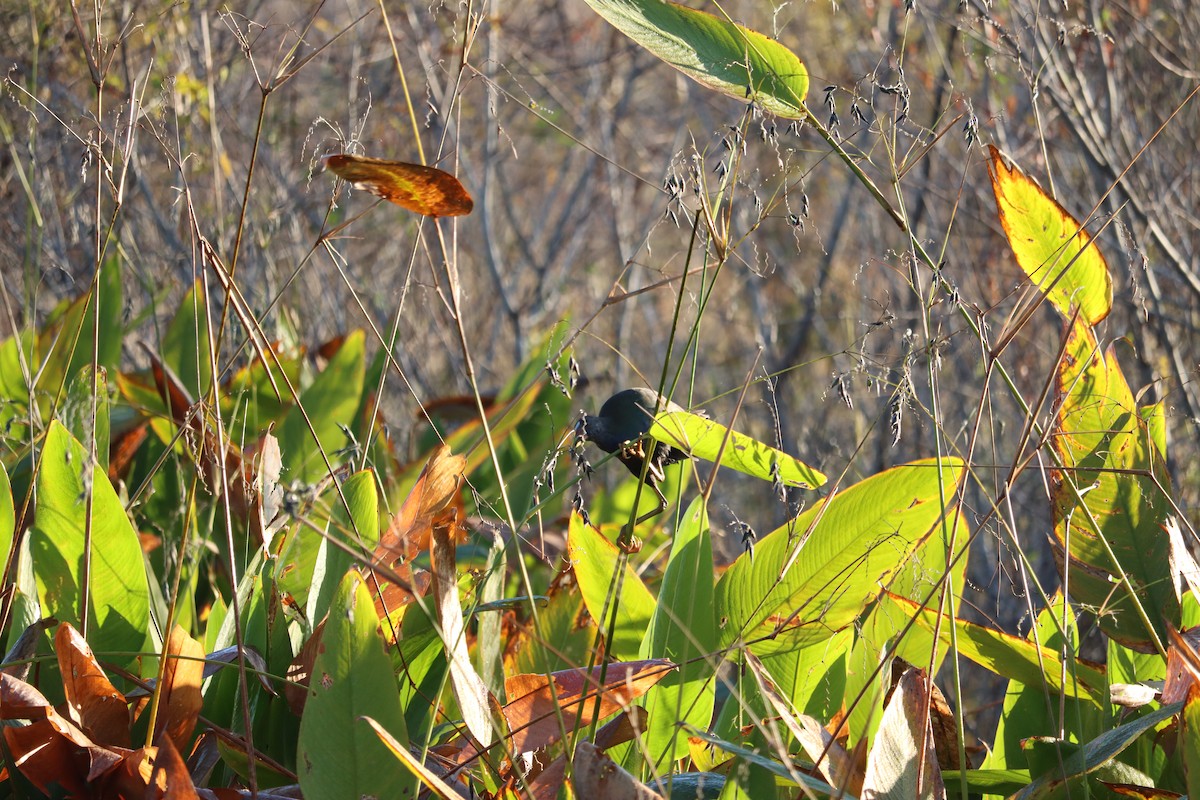 Малая султанка - ML645800724