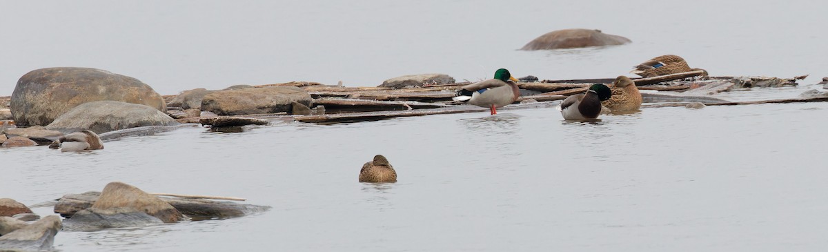 Mallard - ML645800725