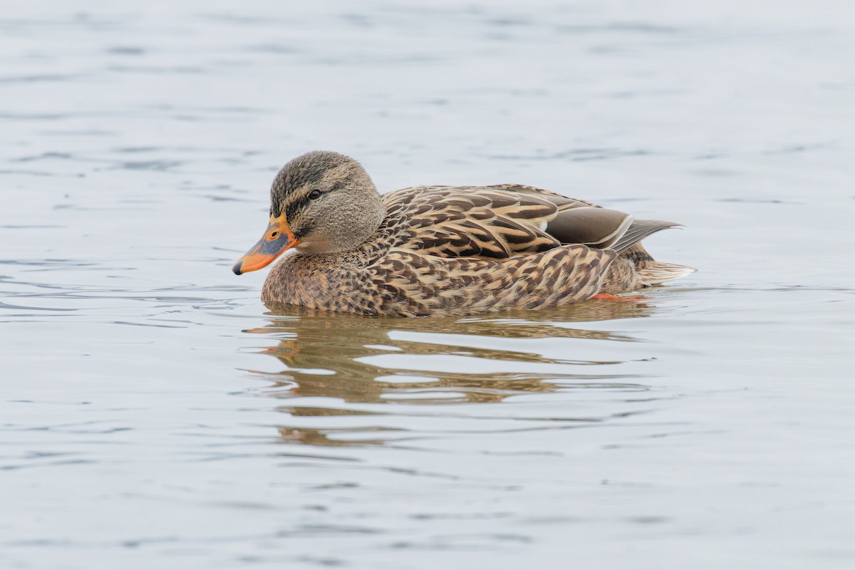 Mallard - ML645800727