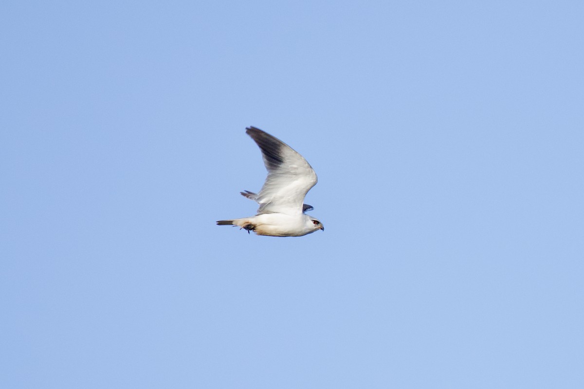 Black-winged Kite - ML645800730