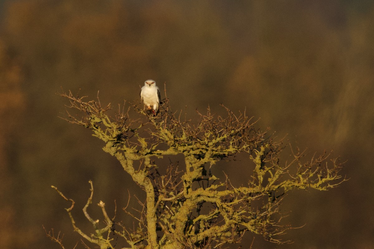 Black-winged Kite - ML645800731