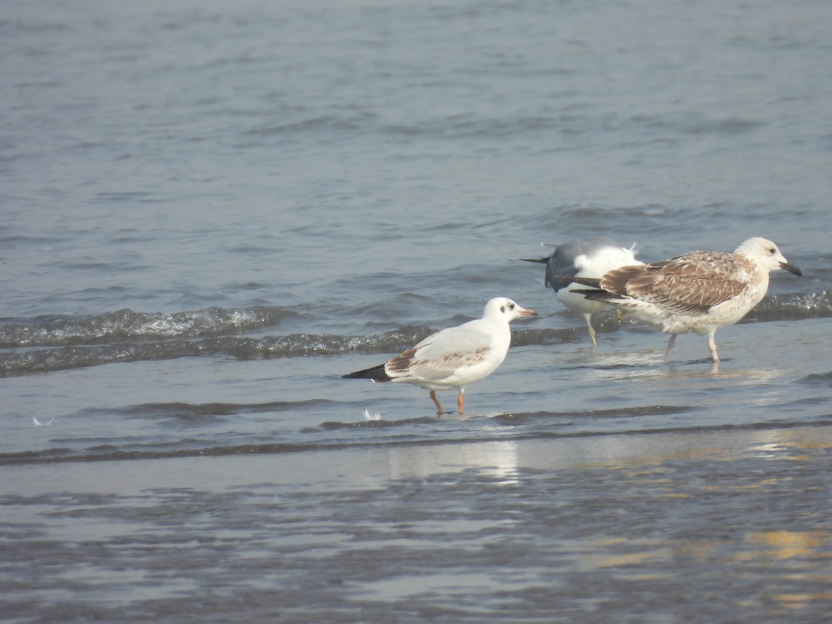 Zafferano - ML645800734