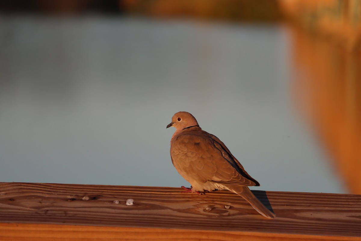 Eurasian Collared-Dove - ML645800740