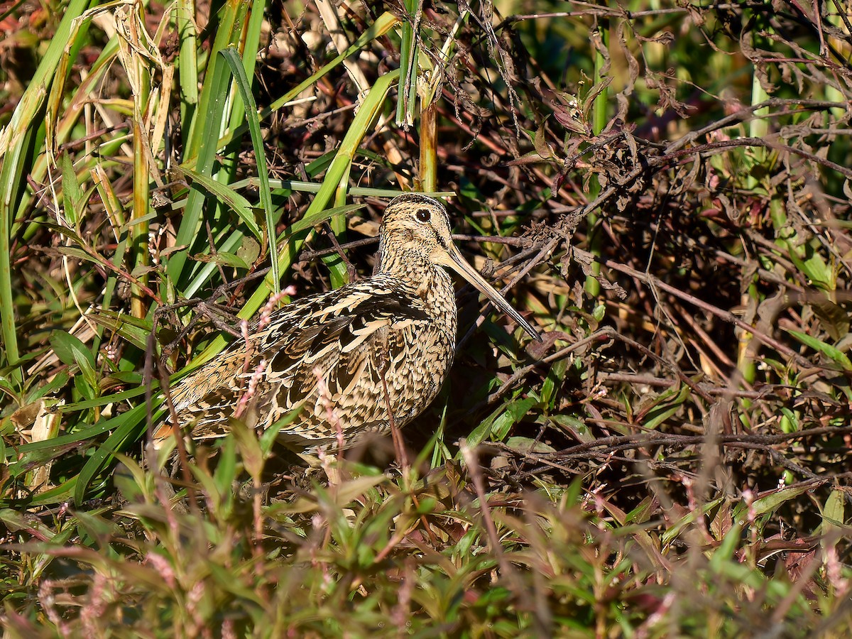 Latham's Snipe - ML645800742