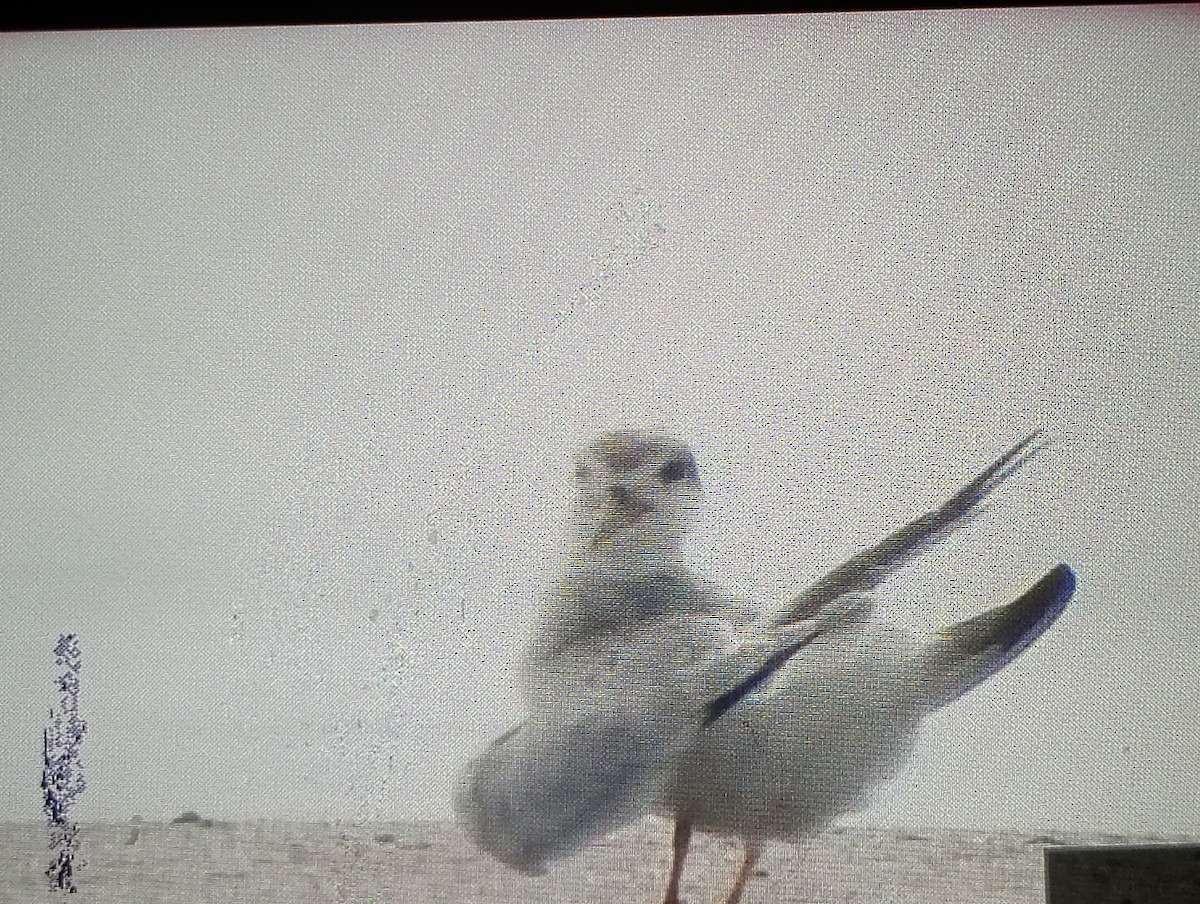 Амазонская крачка - ML645800748