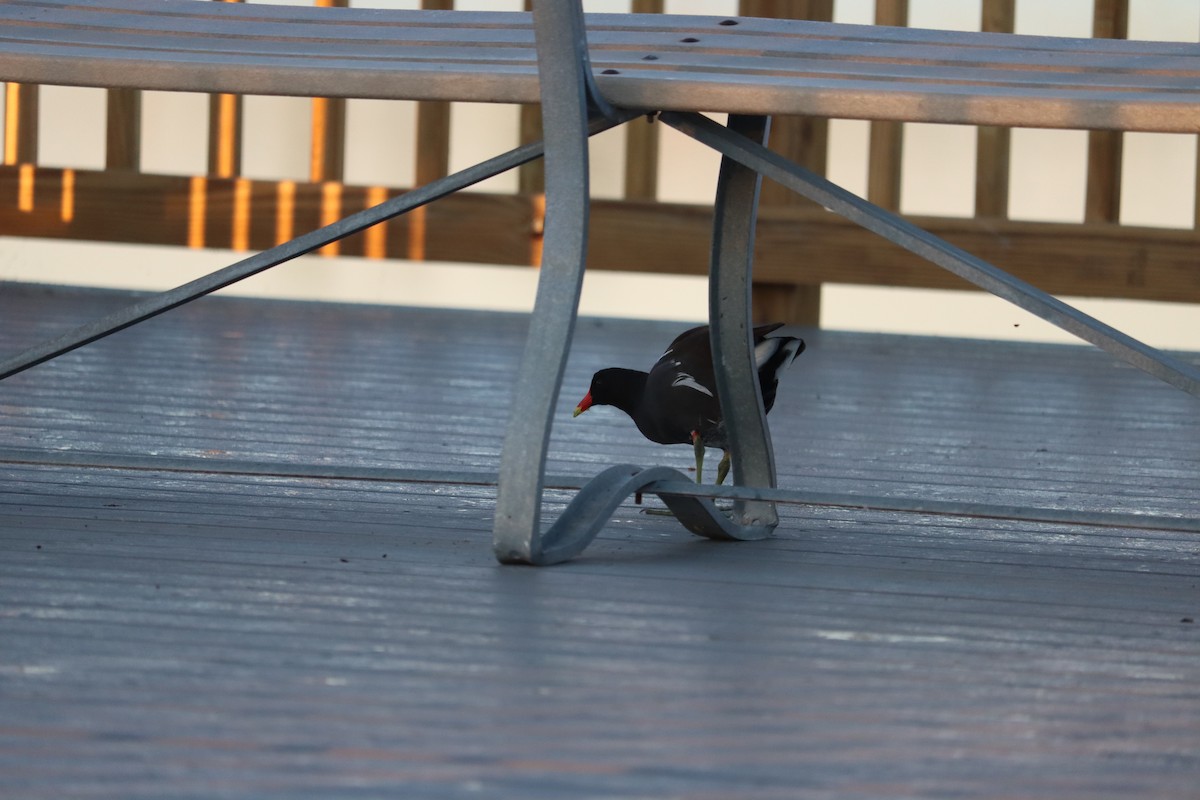 Common Gallinule - ML645800749