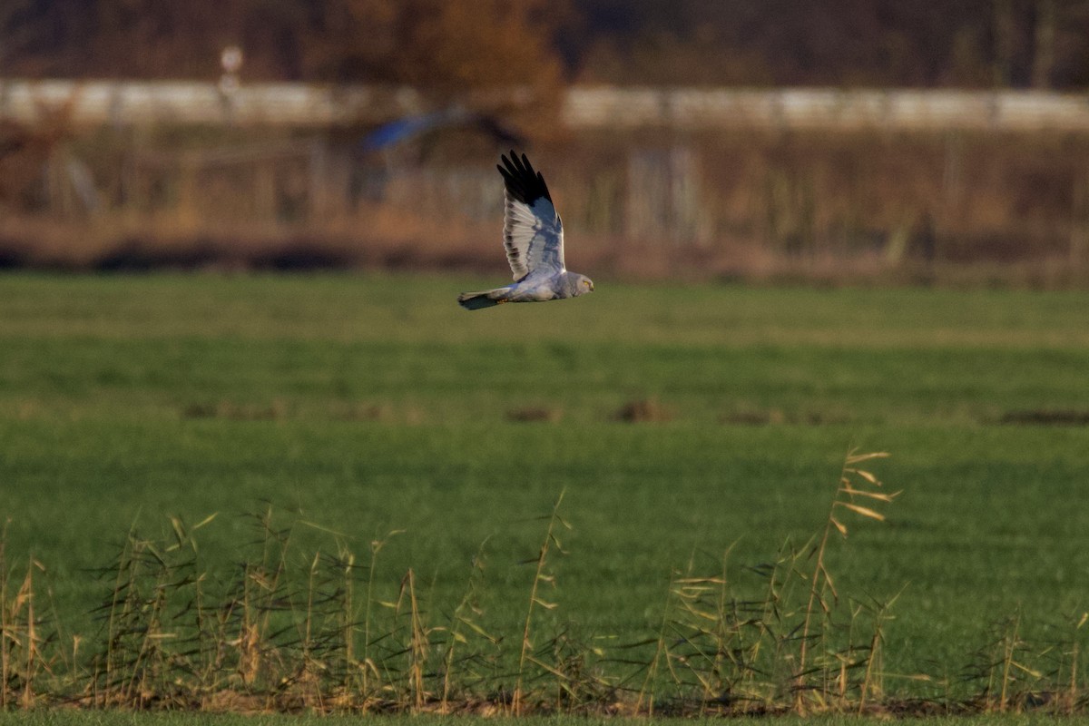 Hen Harrier - ML645800750