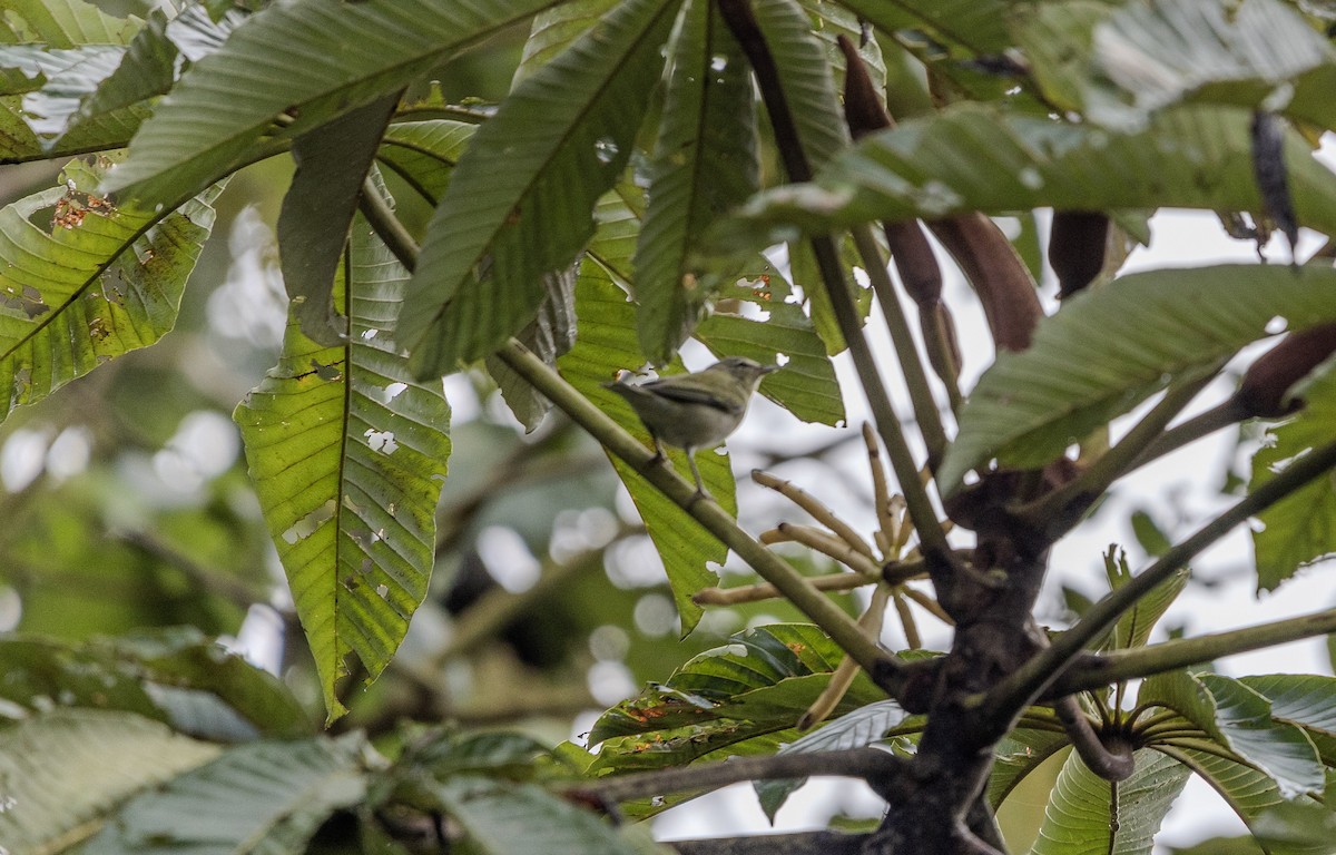 Tennesse Ötleğeni - ML645800751