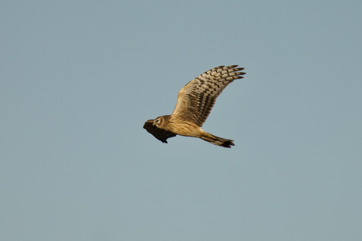 Hen Harrier - ML645800752