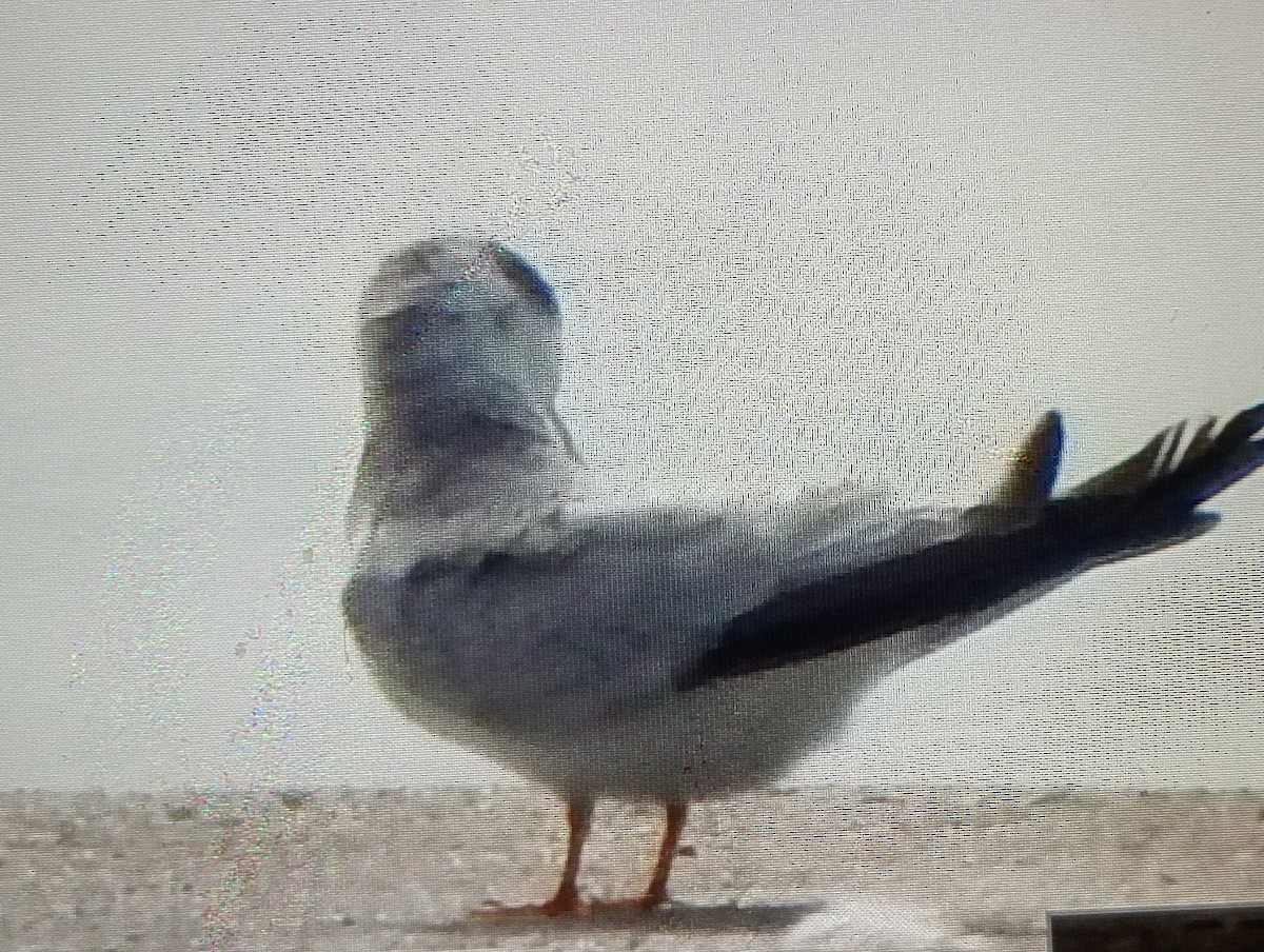 Амазонская крачка - ML645800755