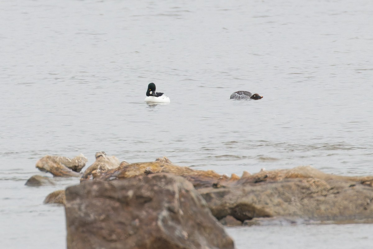 Common Goldeneye - ML645800757