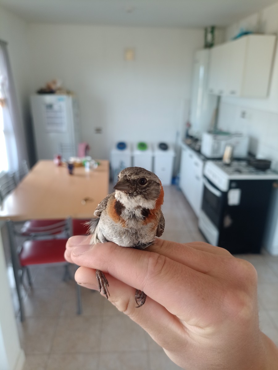 Rufous-collared Sparrow - ML645800759