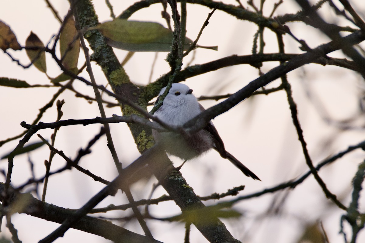 Long-tailed Tit - ML645800761