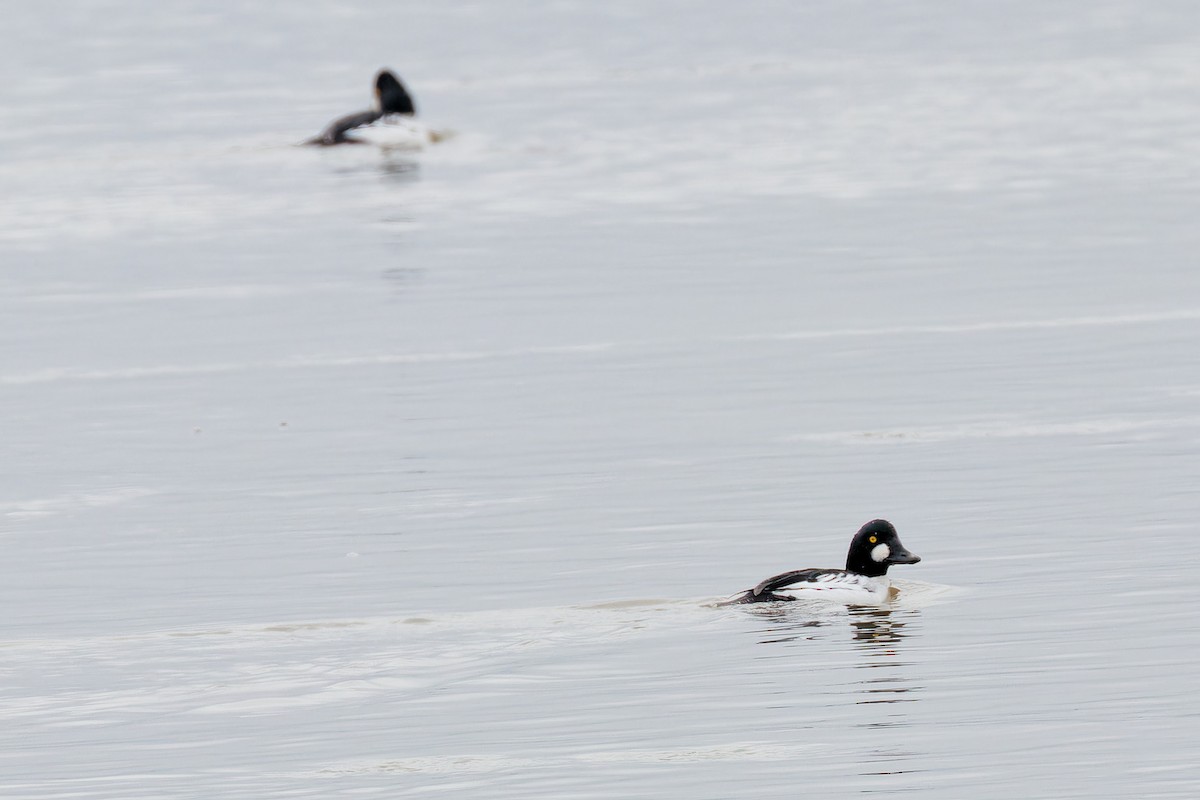 Common Goldeneye - ML645800766