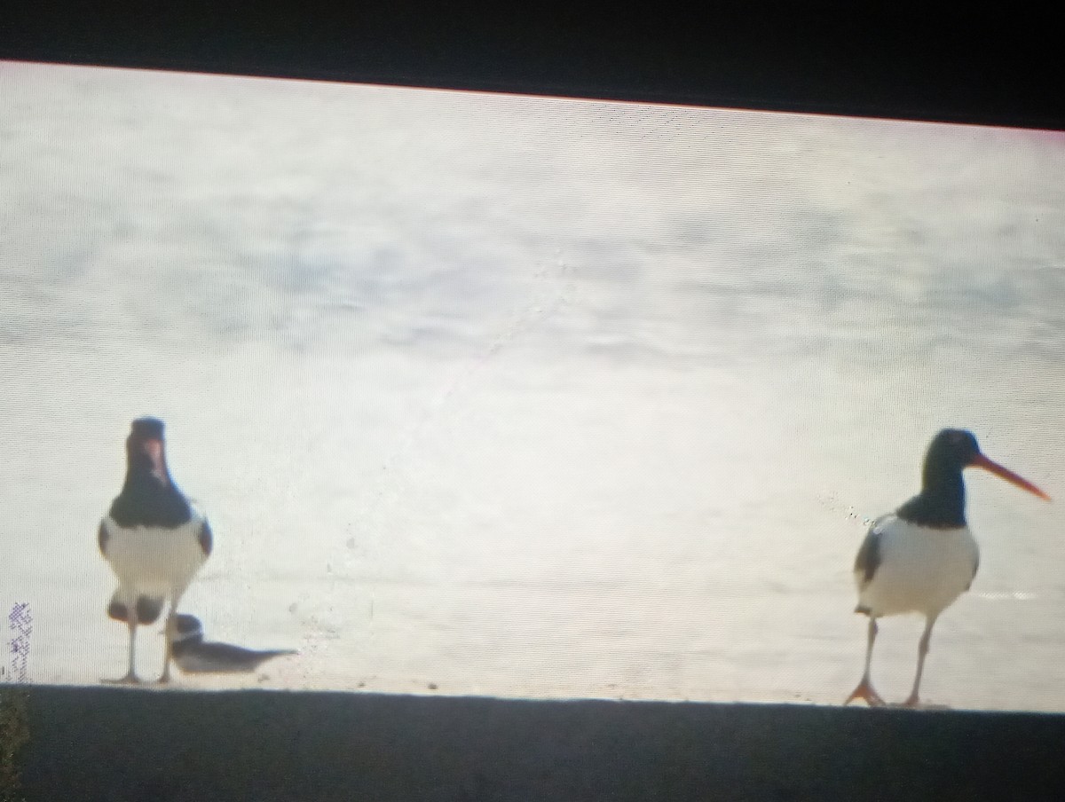 American Oystercatcher - ML645800769