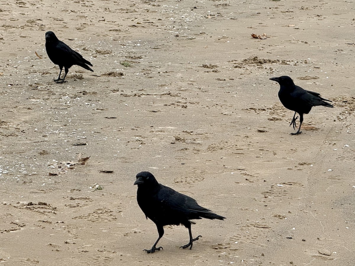 American Crow - ML645800771