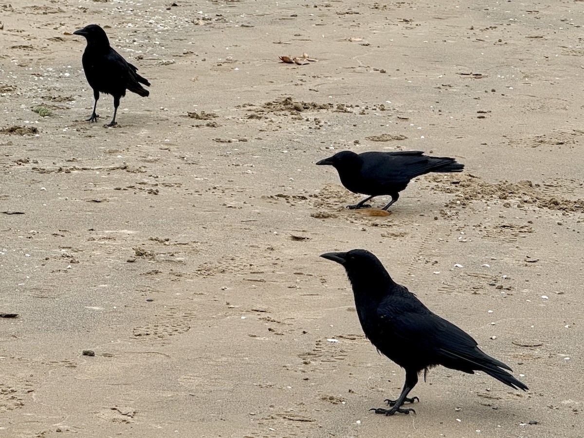American Crow - ML645800772