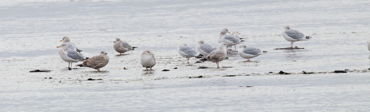 American Herring Gull - ML645800777