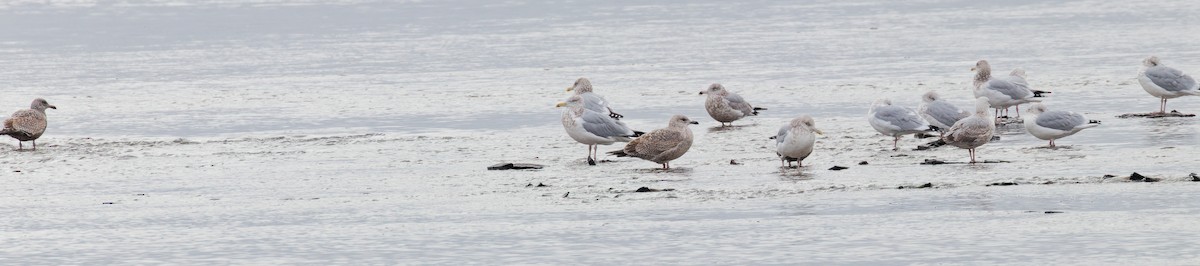 American Herring Gull - ML645800782